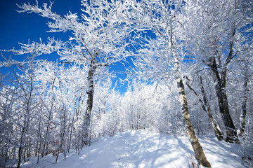 Freezing trees