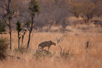  cheetah, acinonyx jubatus, Kruger national, park, South Africa