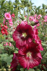 Wall Mural - Red Hollyhock flower in sunlight garden.