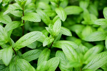 fresh mint leaves 