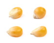 Single corn kernel isolated