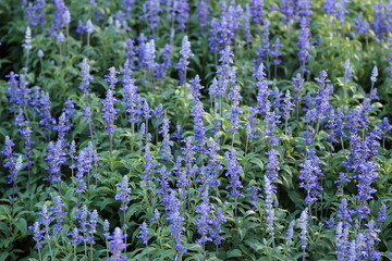 Wall Mural - Blue Meadow Sage flower (Salvia Pratensis or Herbaceous Perennia)
