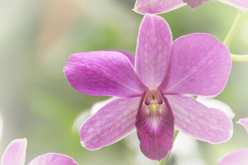 Wall Mural - Blurred dream image of pastel purple Dendrobium orchid flower.