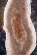 Planarian parasite (flatworm) under microscope view.	