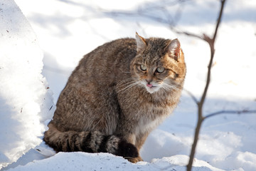 Wall Mural - wildcat, felis silvestris