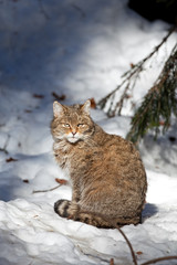 Wall Mural - wildcat, felis silvestris