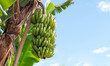 canvas print picture - Green Bananas Hanging on Banana Tree