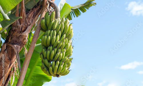 Zdjęcie XXL Zielone banany wiszące na drzewie bananowym