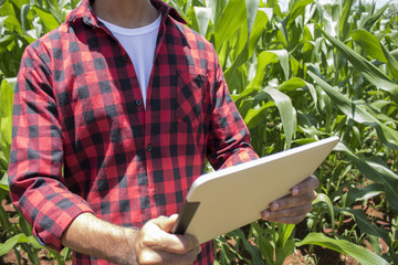 Farmer using digital tablet computer in cultivated corn field plantation. Modern technology application in agricultural growing activity. Concept Image.