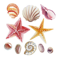 Set Of Watercolor Topical Shell, Starfish And Pebble Isolated On