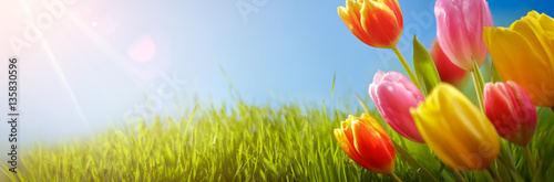 Spring tulips in the field