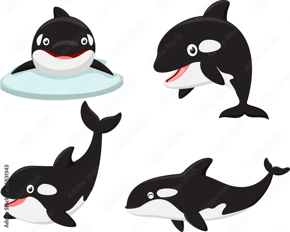Killer whale cartoon collection set Stock Vector | Adobe Stock, image size:1000x800