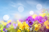 Pansy flower