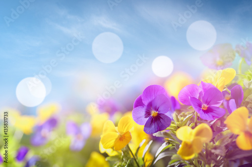 Pansy flower