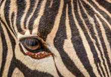 The Eye Of Zebra