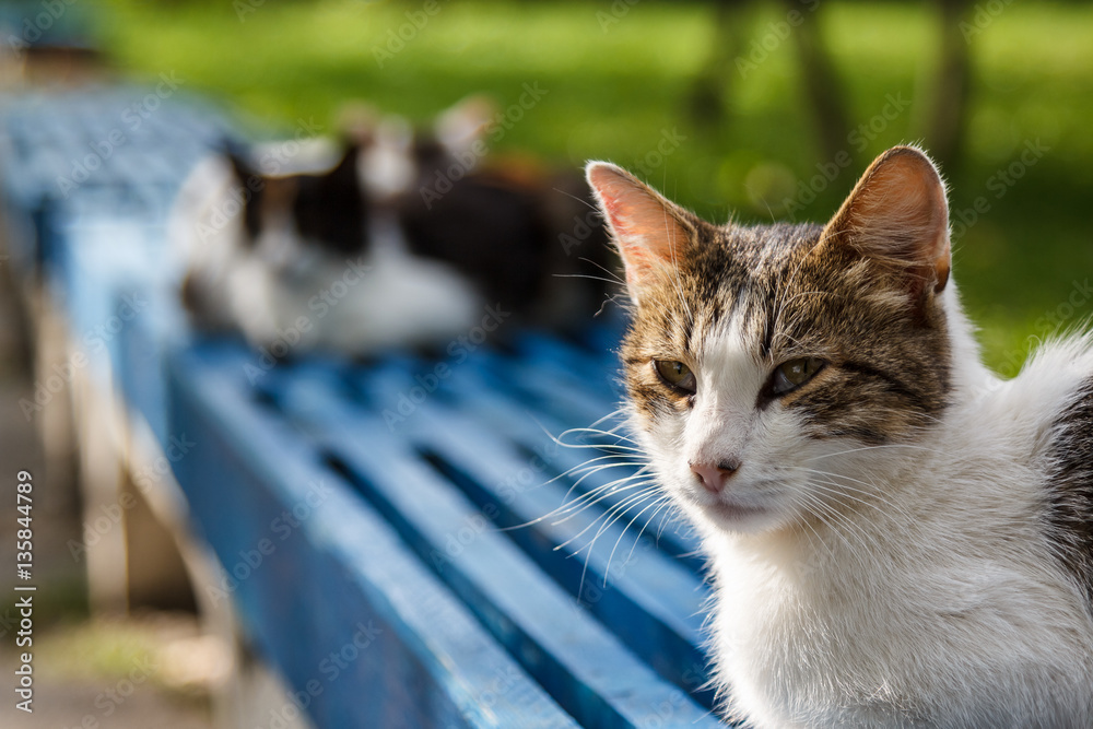 Obraz na płótnie Cute cat on the bench in front of parliament of Tiraspol, Transn w salonie