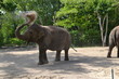 elefant mit Sand