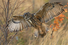 Flying Eagle Owl (Bubo Bubo), Eagle Owl