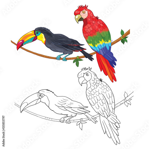 Toucan And Parrot Coloring Page Illustration For Children Funny Cartoon Characters Stock Illustration Adobe Stock
