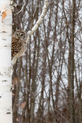 barred owl perched in birch tree