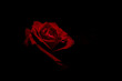 canvas print picture - Red rose on black background