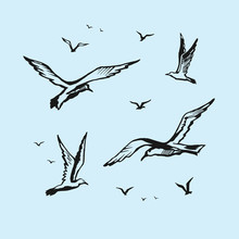 Seagulls Vector Sketch Drawing By Hand