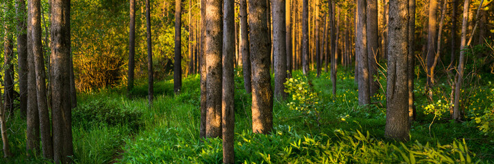 Summer Panorama of pine trees in Island Park Idaho