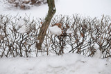 Fototapeta Dmuchawce - Frosty tree branch in winter.