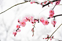Pink Plum Flower Under Snow