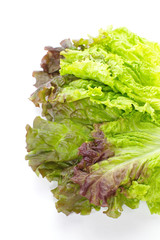 Wall Mural - Fresh green lettuce leaf isolated on a white background