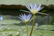 Two Nymphaea Caerulea - Blue Lotus Of Egypt