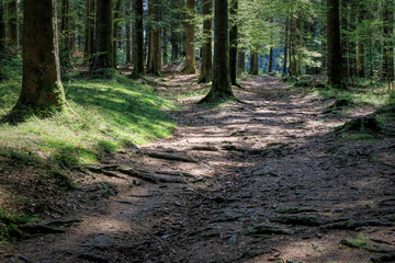 Fototapeta beautiful landscape in the black forest in germany