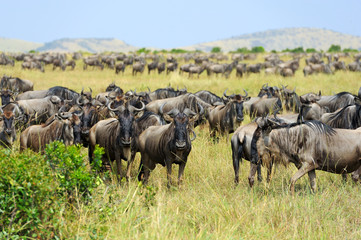 wildebeest in national park of africa