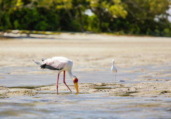 Mycteria ibis. Yellow-billed stork.