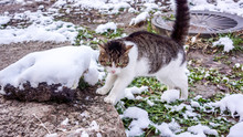 White Grey Young Cat Jamping Between Stones With Snow, Autumn Green Grass With Snow Capret And Grey Ground. Cat Walking In Snow