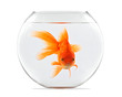 canvas print picture - Goldfish floating in glass sphere and on a white background