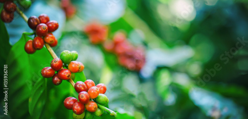 Cuadros en Lienzo fresh coffee beans on tree