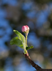 Sticker - Apple blossom bud