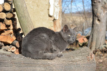 Cat Sitting On A Log