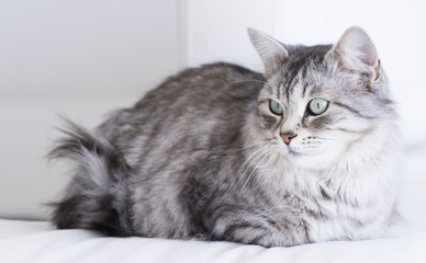 Wall Mural - silver cat of siberian breed, relaxing on the sofa