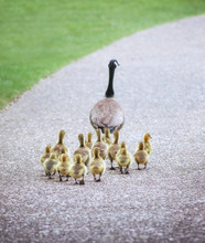 Canada Goose Leading Goslings Down A Path