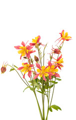 Poster - aquilegia flower isolated