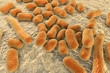 Bacterium Acinetobacter baumannii, multidrug resistant nosocomial bacterium. 3D illustration shows morphology of Acinetobacter such as short rods and sometimes long filamentous cells