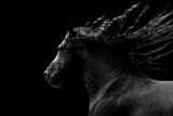 Fototapeta Konie - Black horse running on black background