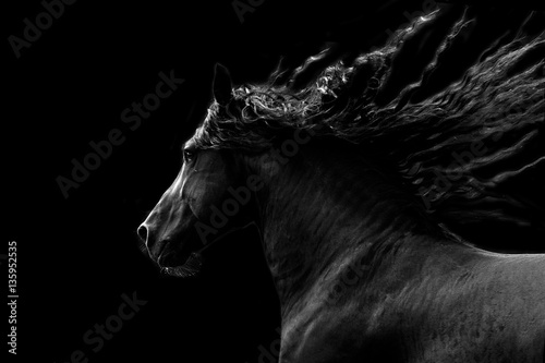 Cuadros en Lienzo Black horse running on black background