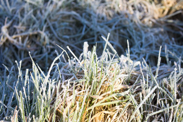 Wall Mural - Winter Frozen Garden