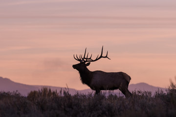 rutting bull elk at sunrsie