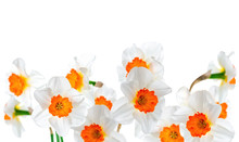 Beautiful White And Orange Daffodil Flowers Isolated On White Ba