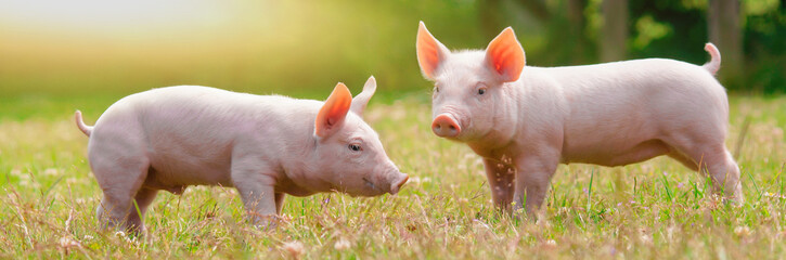 Zwei niedliche Ferkel im Sonnenschein, Banner