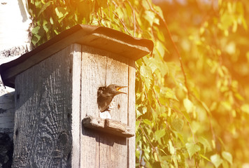 young chick Starling looks out of the house on a Sunny spring day